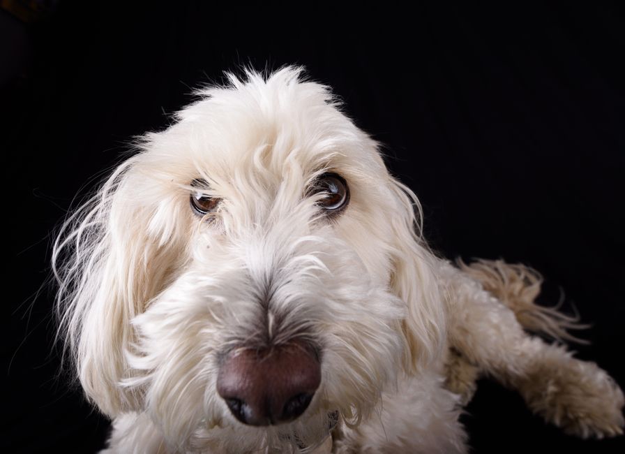 Captivating close-up photo of a fluffy white dog against a black background, showcasing expressive eyes and soft fur texture.